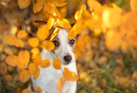 Animal jack russell terrier HD Desktop Wallpaper | Background Image