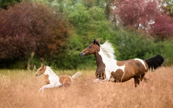 Animal Horse HD Wallpaper | Background Image