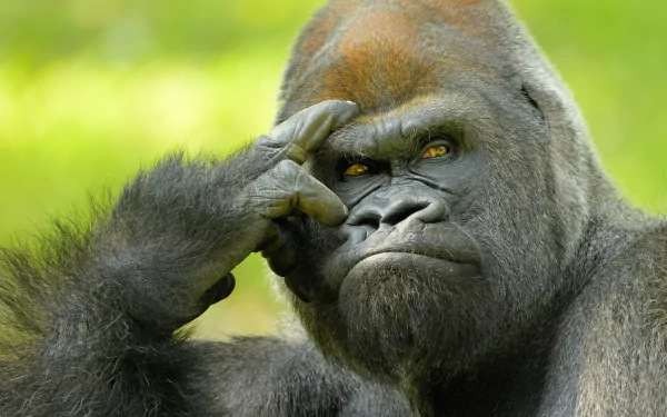 Close-up animal gorilla: contemplative silverback with hand to forehead and intense eyes, textured fur — HD PC desktop wallpaper/background.