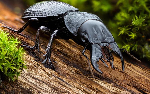 Animal beetle HD Desktop Wallpaper | Background Image