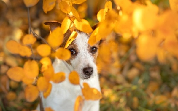 Animal Jack Russell Terrier Dogs HD Wallpaper | Background Image
