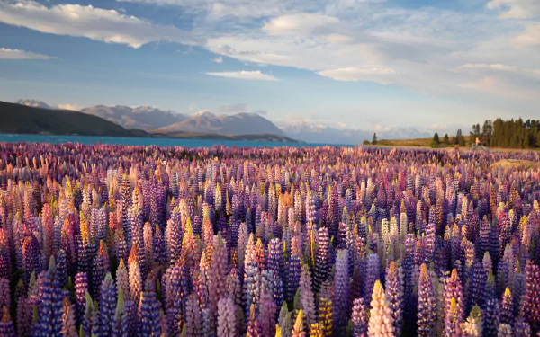 nature lupine HD Desktop Wallpaper | Background Image