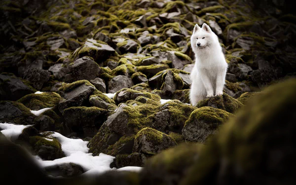 Animal samoyed HD Desktop Wallpaper | Background Image