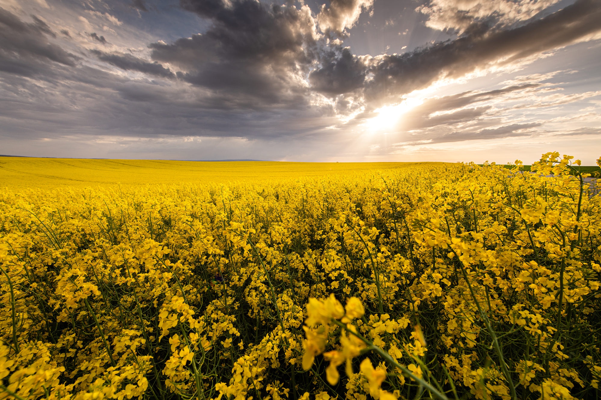 Download Field Nature Rapeseed HD Wallpaper