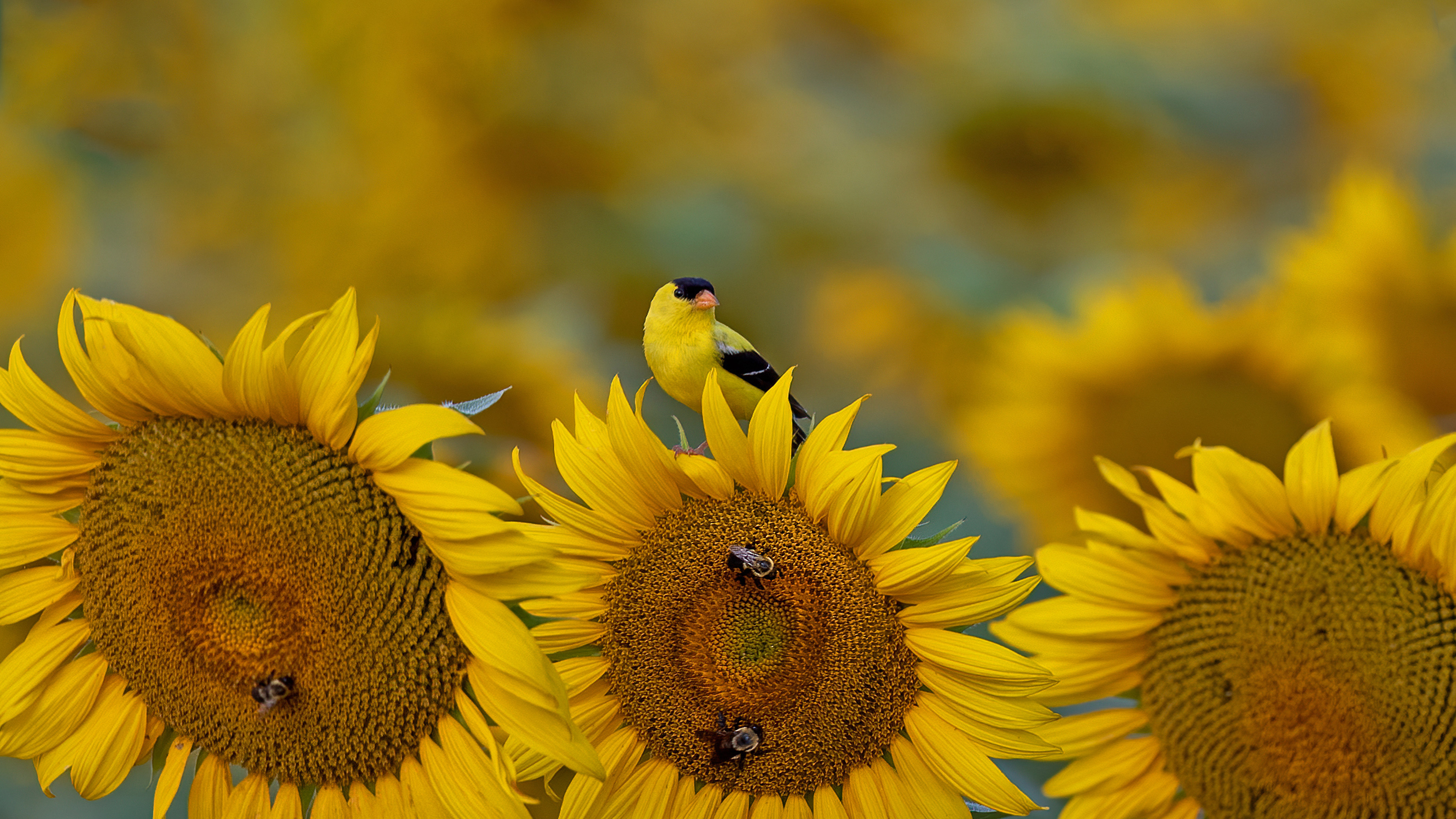 American Goldfinch on a sunflower in McConnells, South Carolina by Teresa Kopec