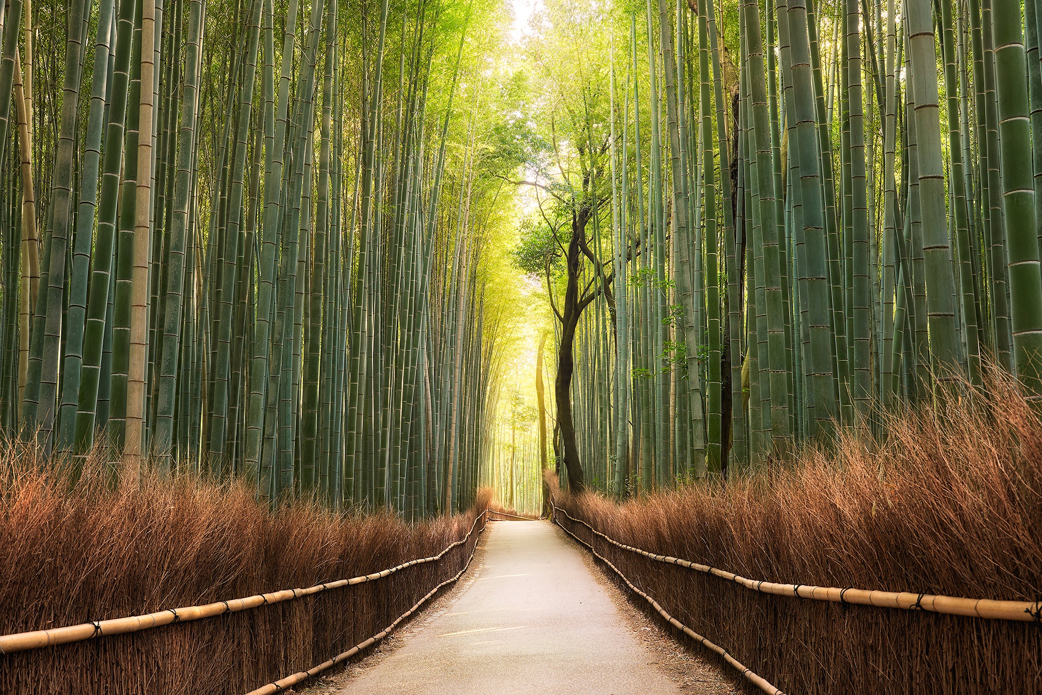 Nature Bamboo HD Wallpaper