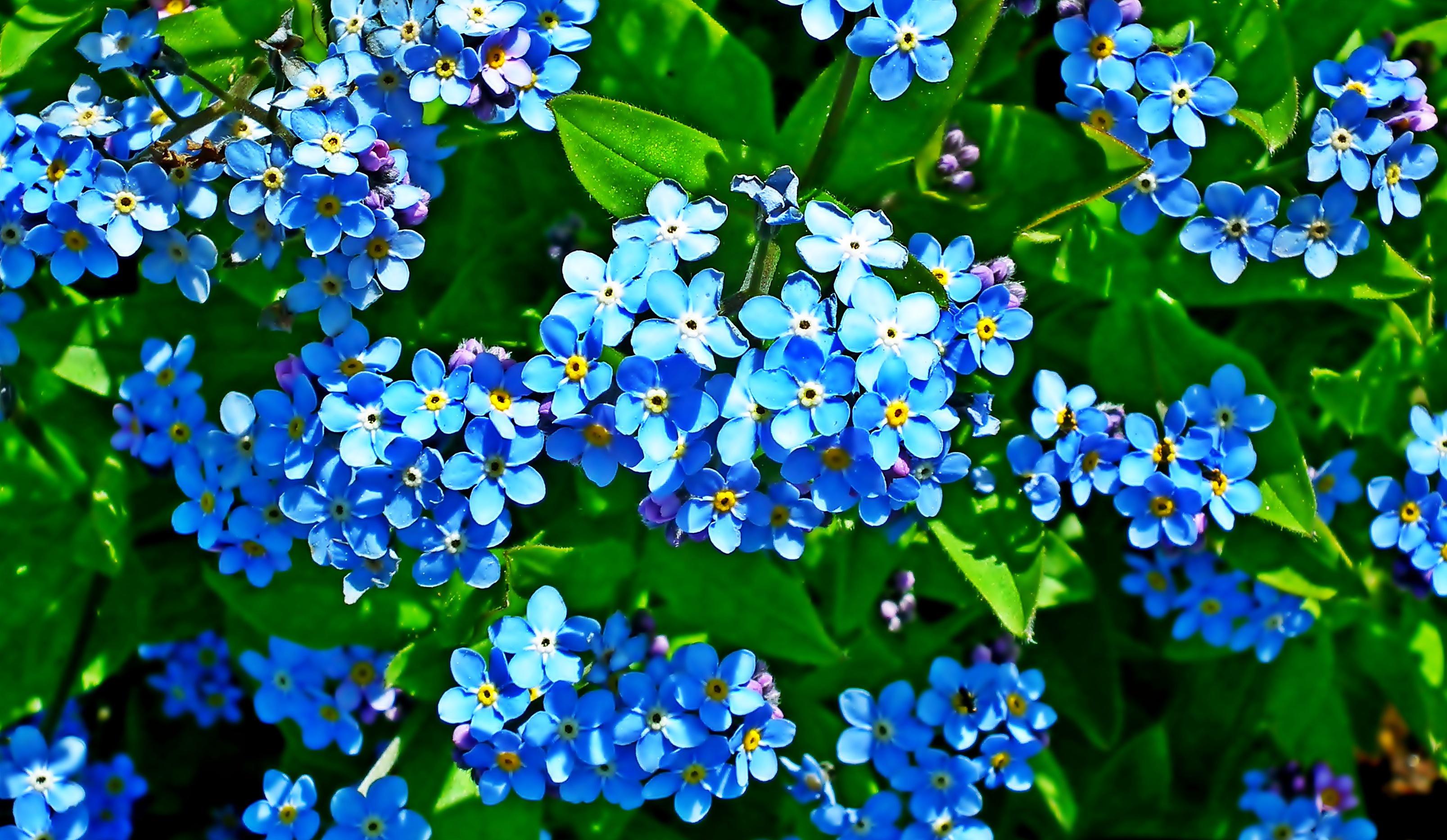 Nature Forget-Me-Not HD Wallpaper by MrGajowy3
