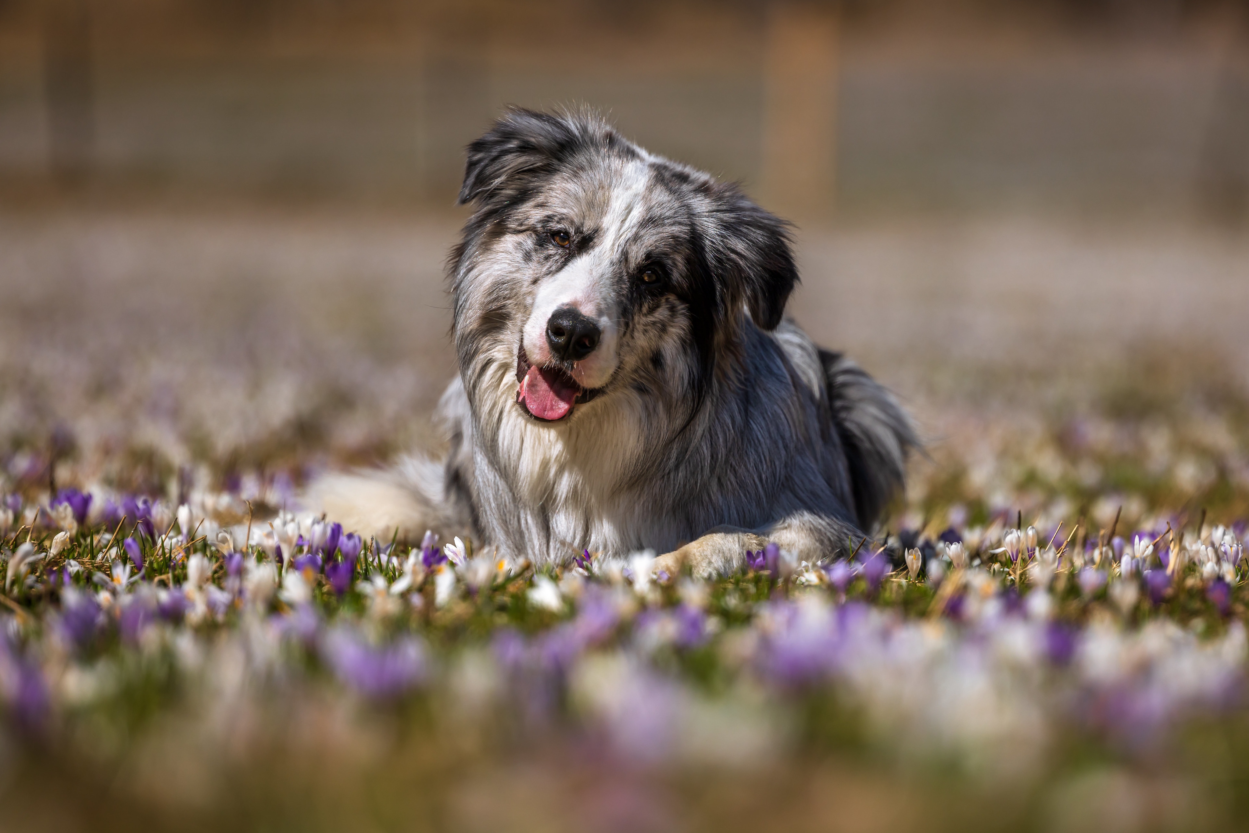 Download Animal Australian Shepherd 4k Ultra Hd Wallpaper