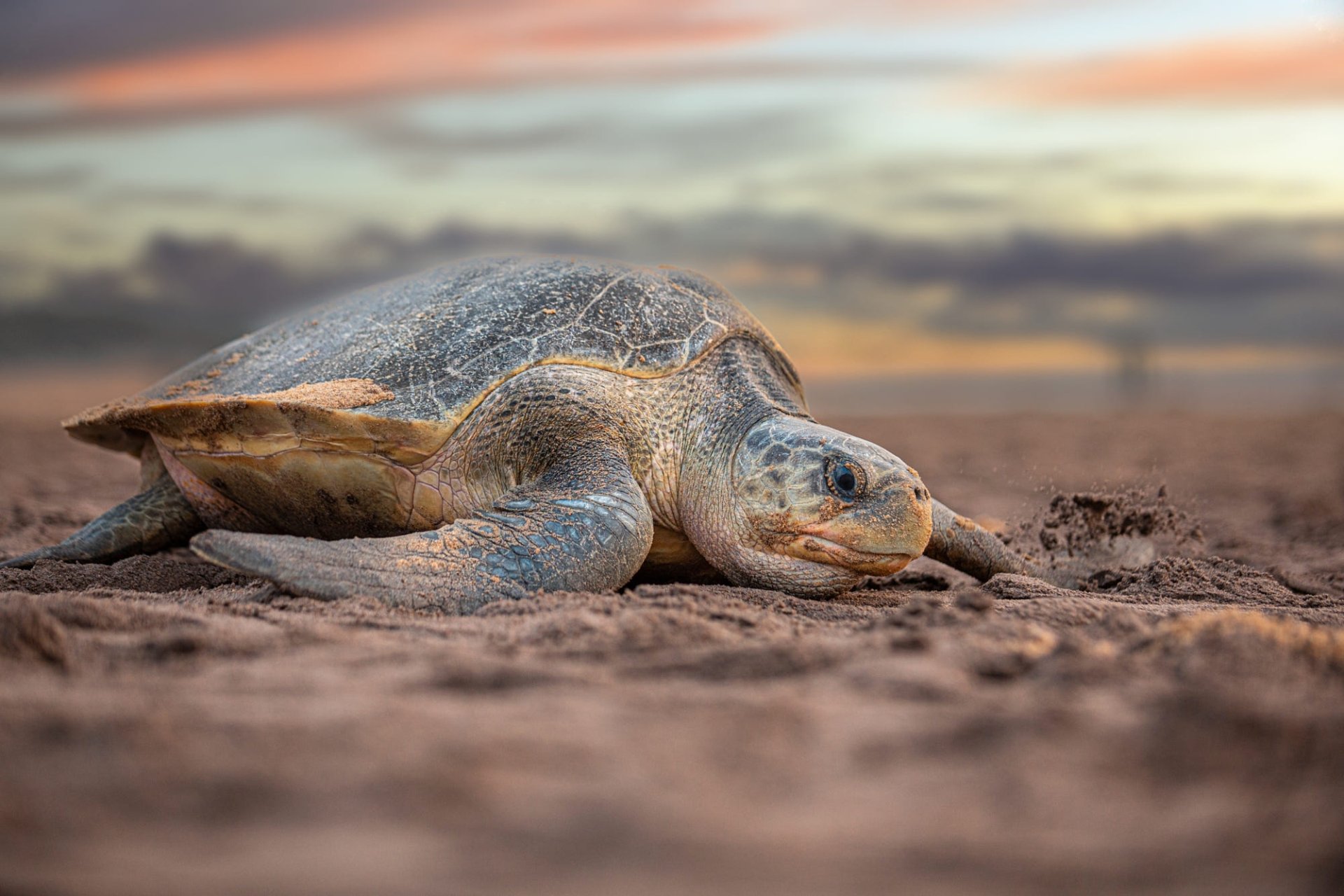 Download Animal Sea Turtle HD Wallpaper