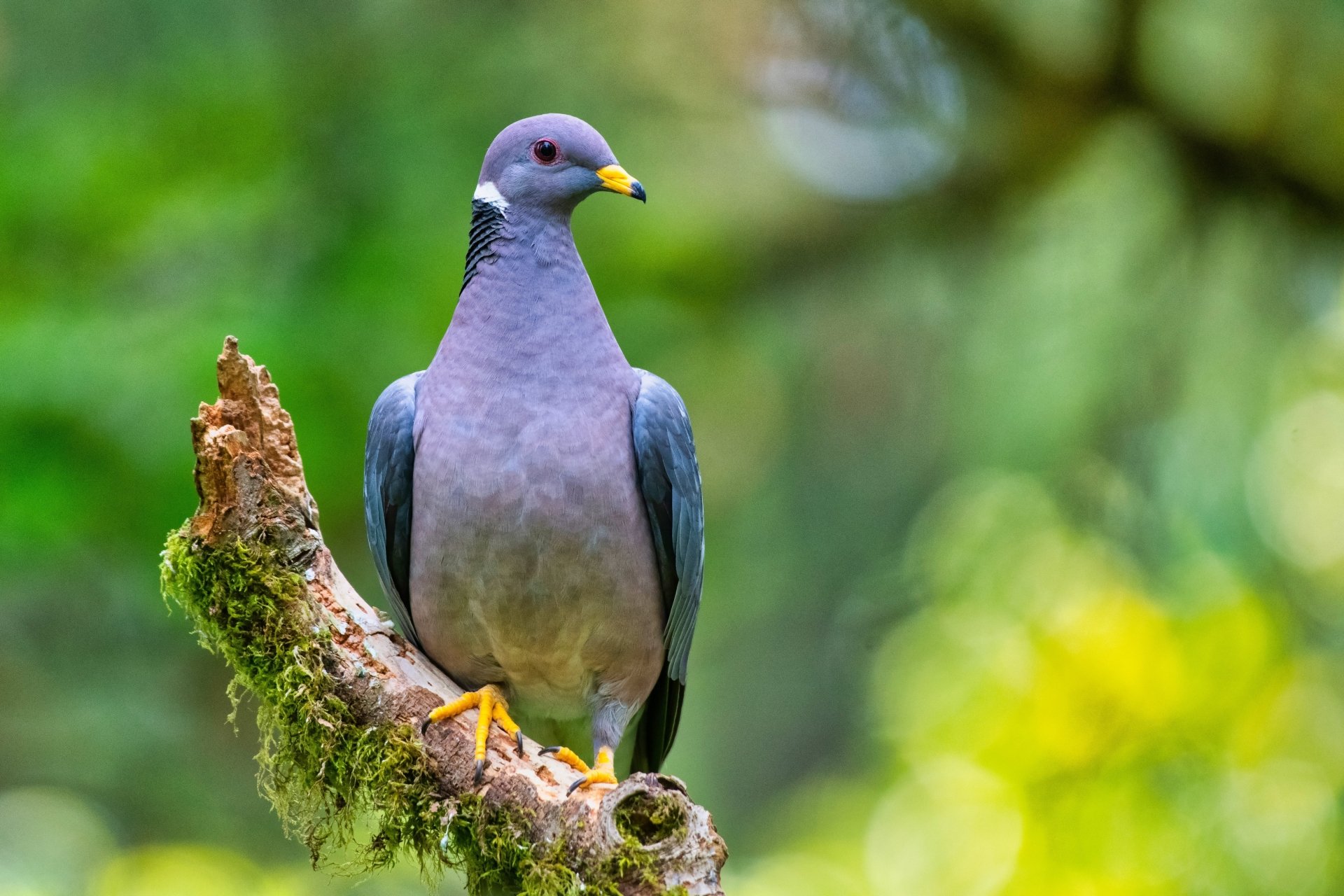 Download Animal Dove 4k Ultra HD Wallpaper