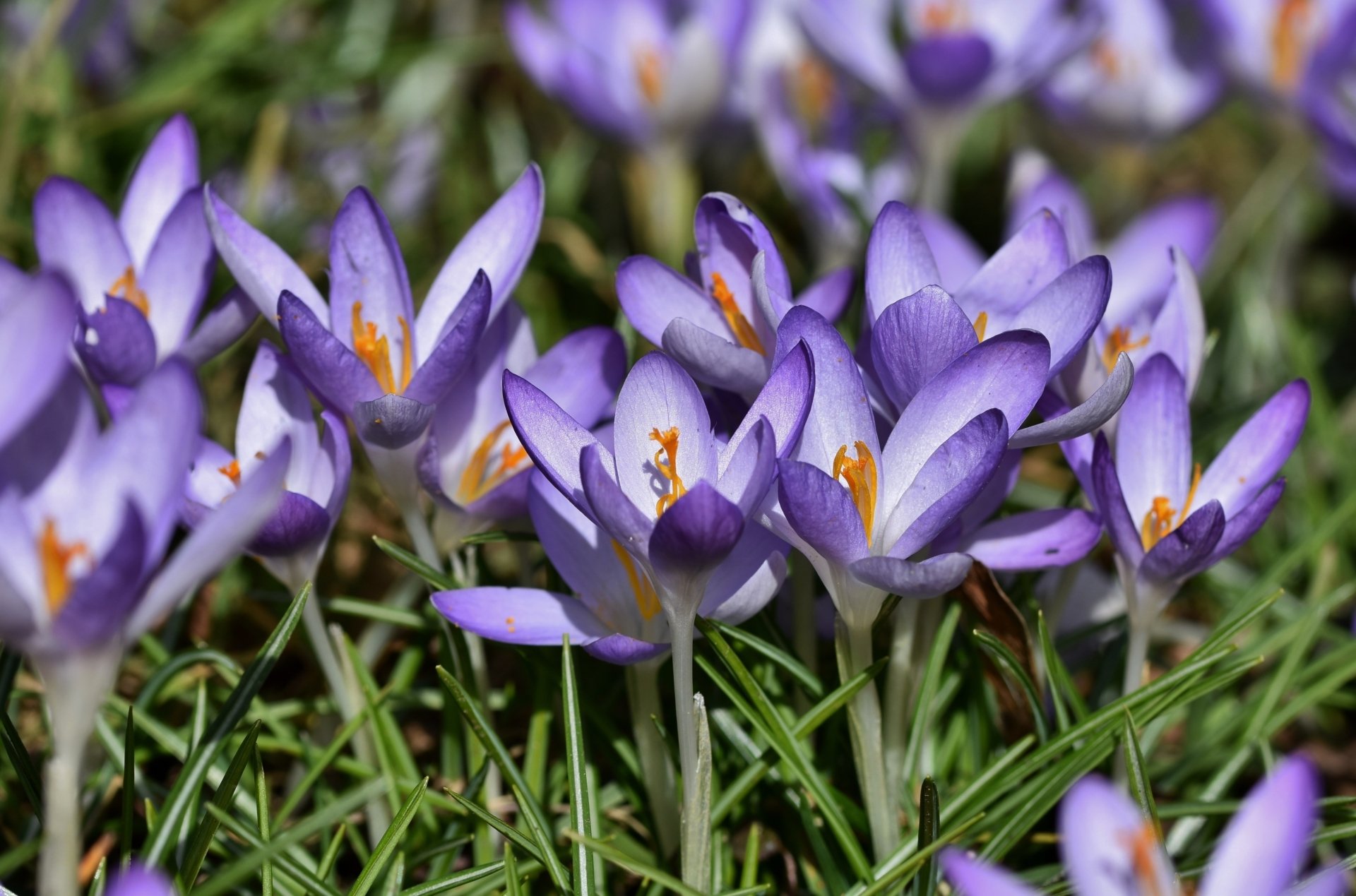 Download Nature Crocus 4k Ultra Hd Wallpaper By Ralphs Fotos