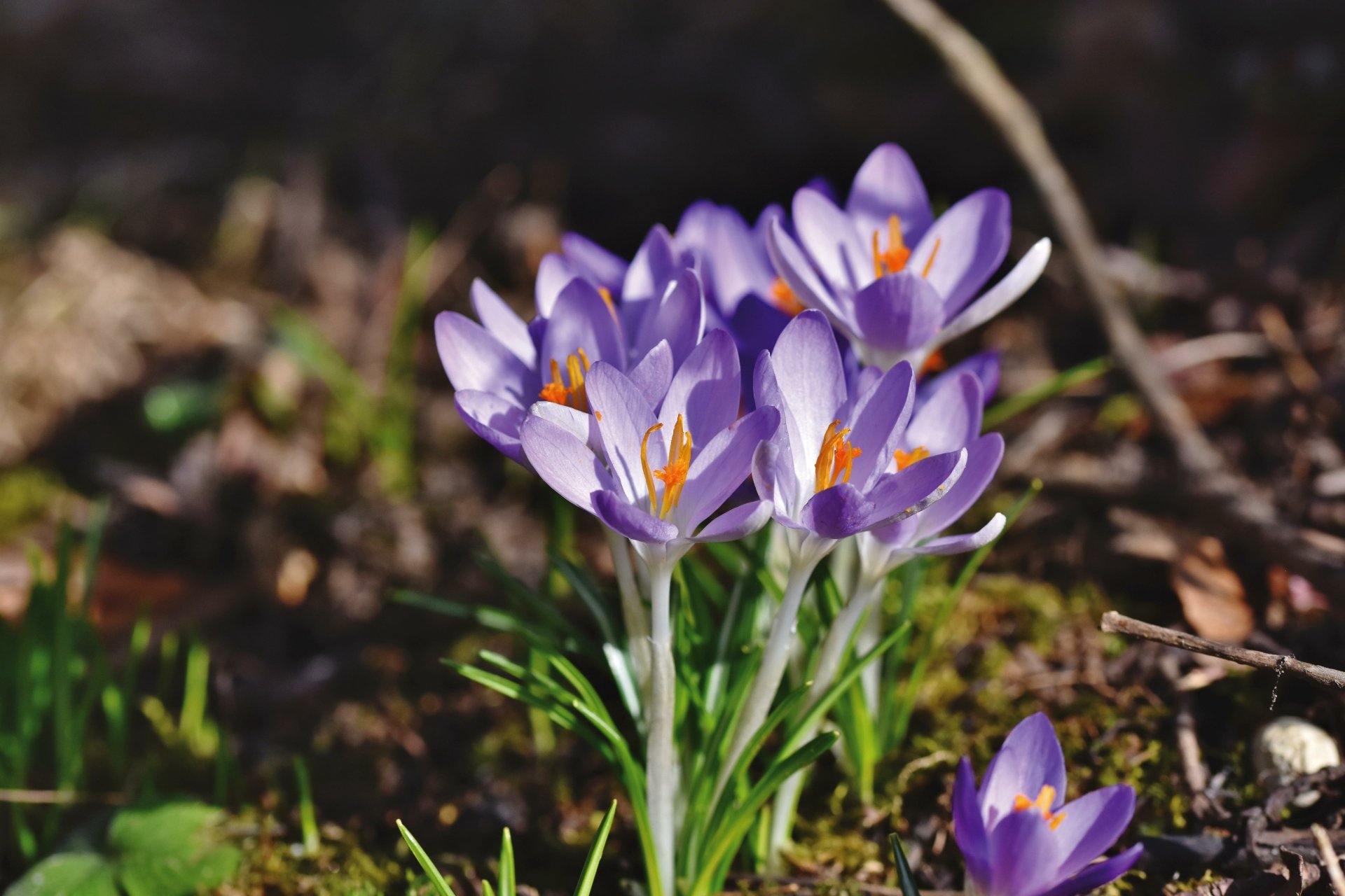 Download Crocus Nature 4k Ultra HD Wallpaper by Ralphs_Fotos