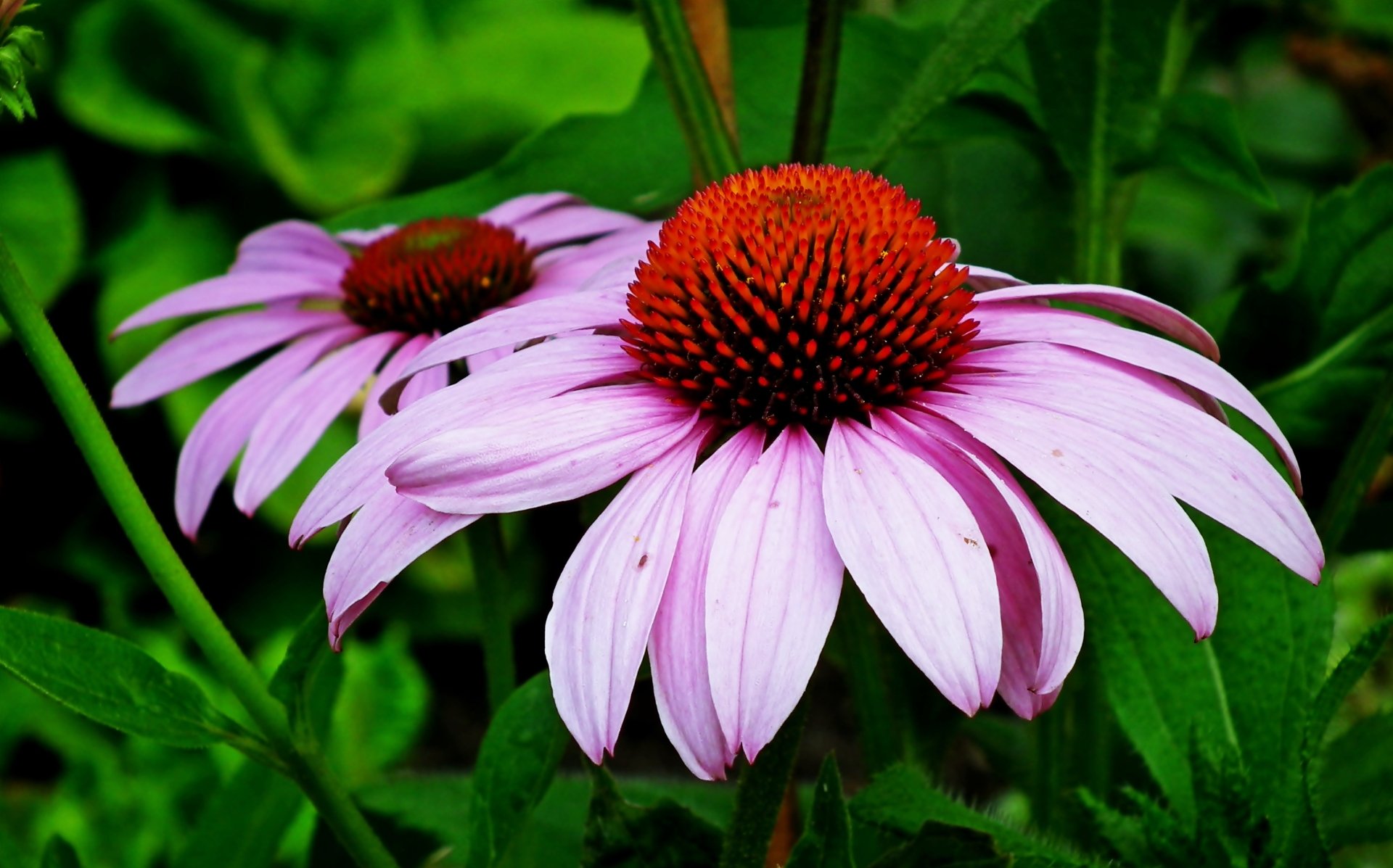 Download Nature Echinacea HD Wallpaper by MrGajowy3