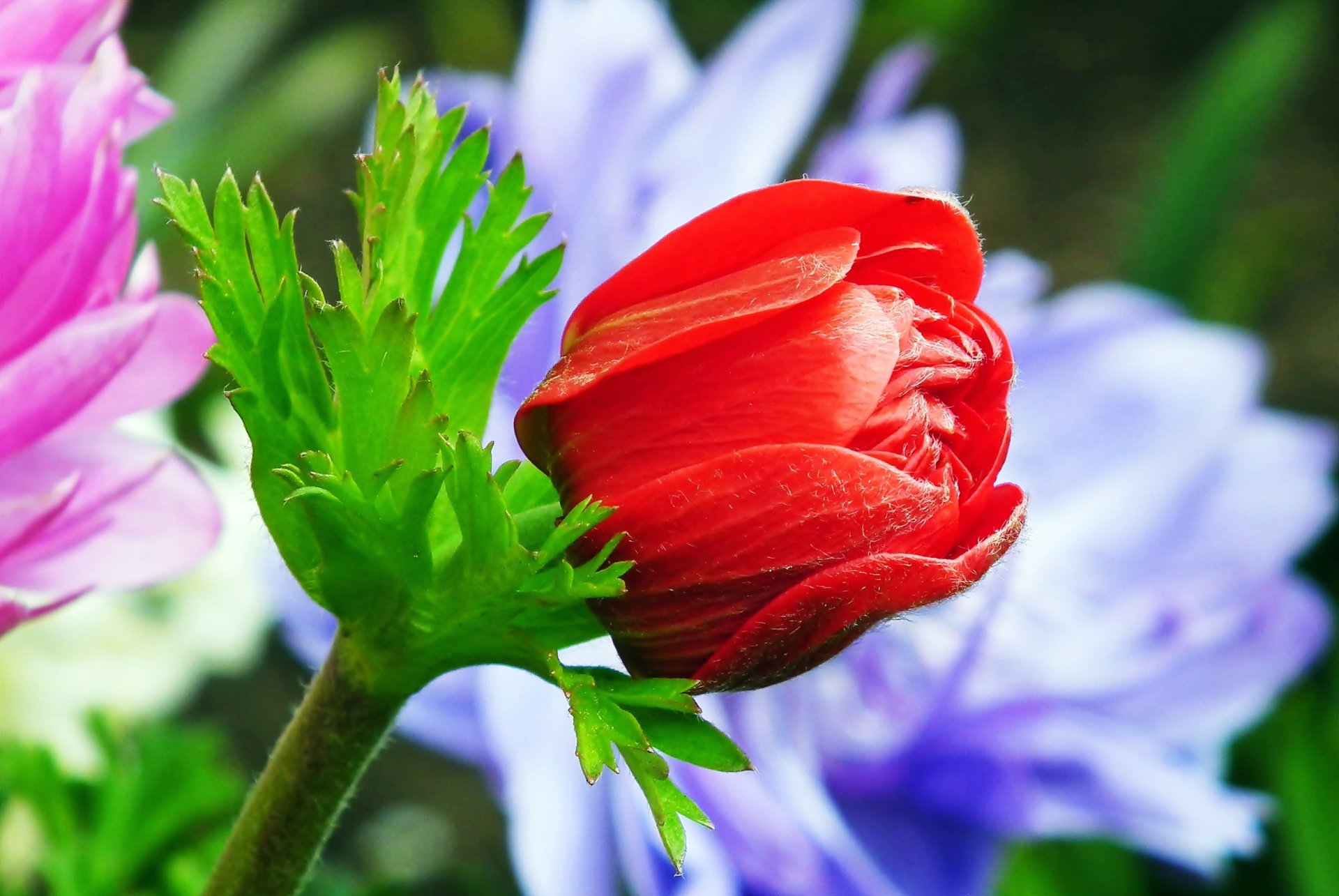 Download Nature Anemone HD Wallpaper by MrGajowy3