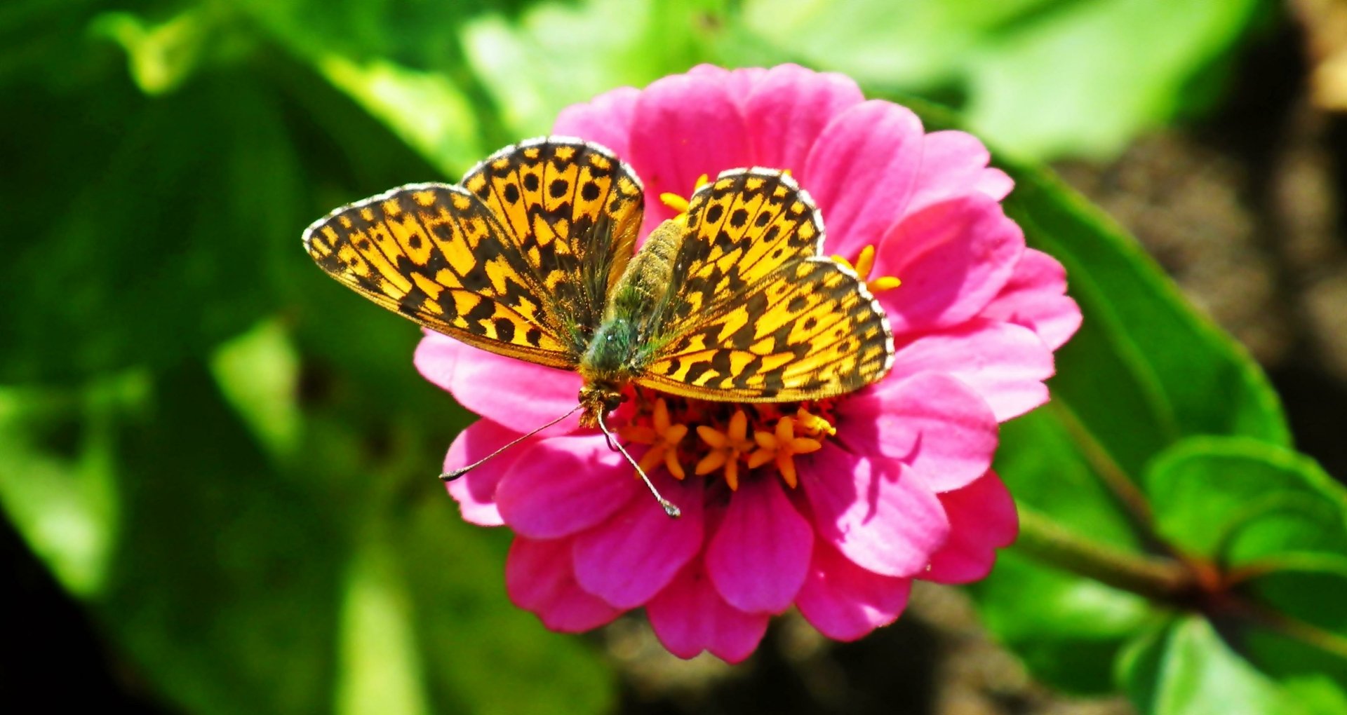 Download Animal Butterfly HD Wallpaper by MrGajowy3