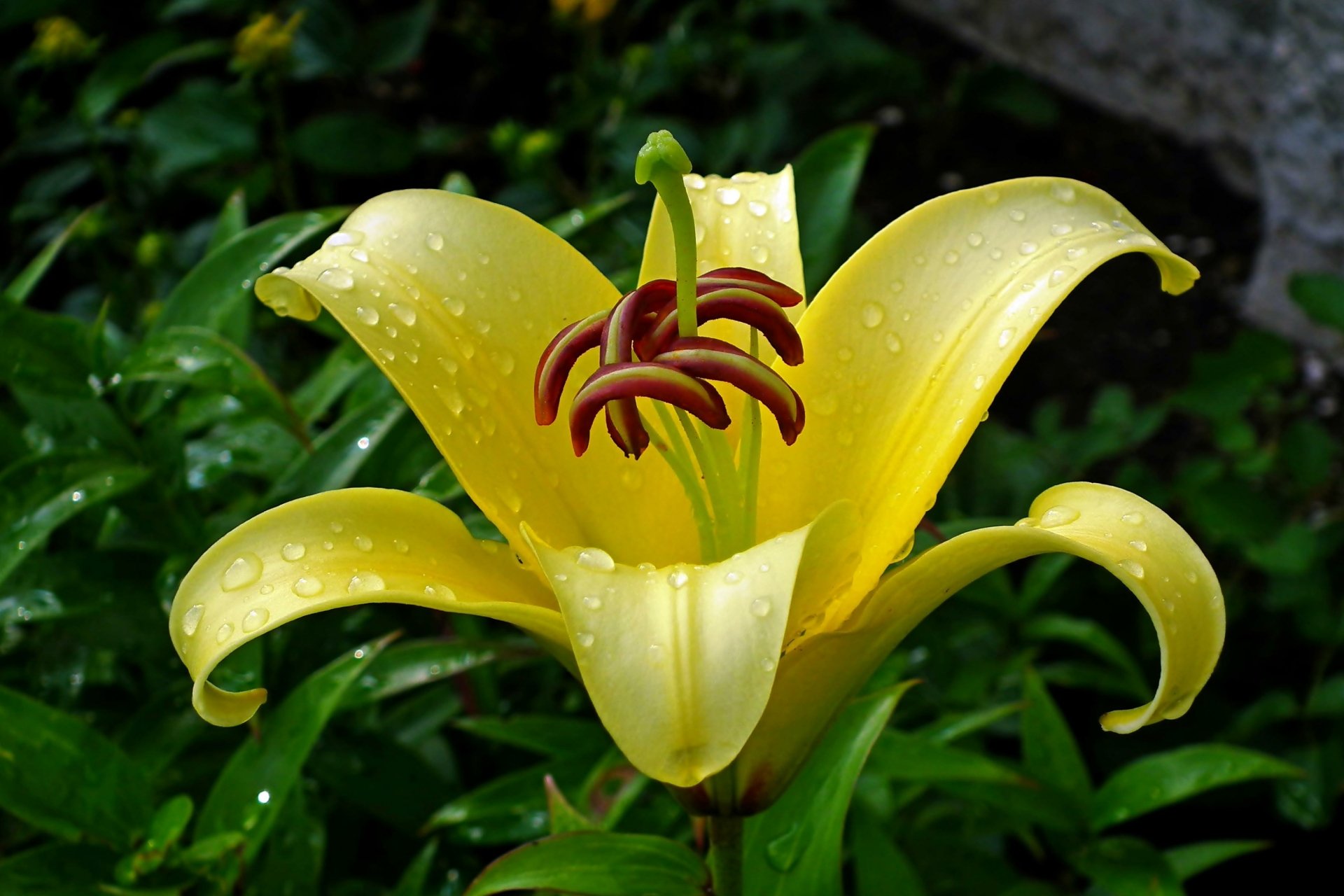 Download Nature Lily HD Wallpaper by MrGajowy3