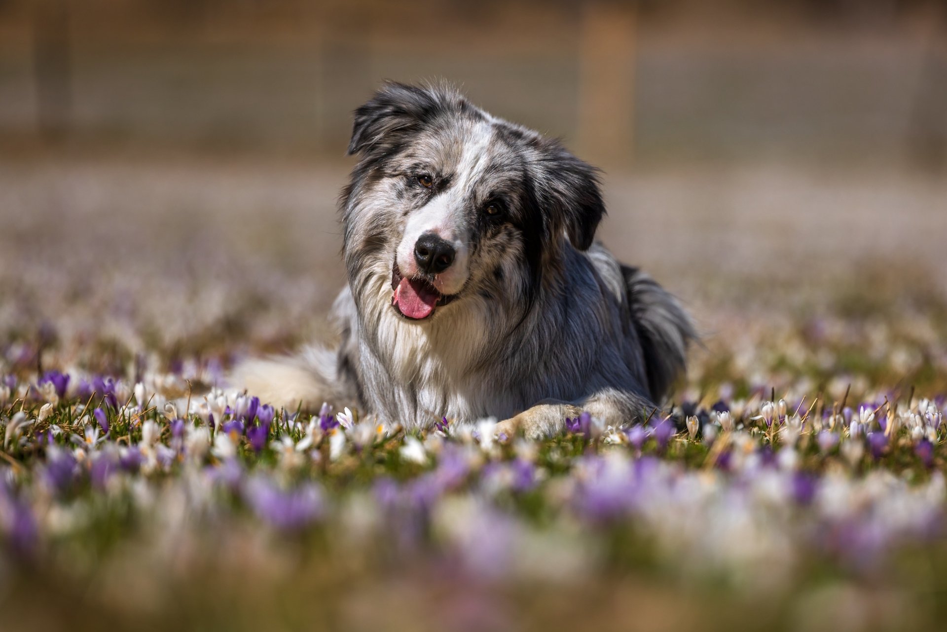 Download Animal Australian Shepherd 4k Ultra HD Wallpaper