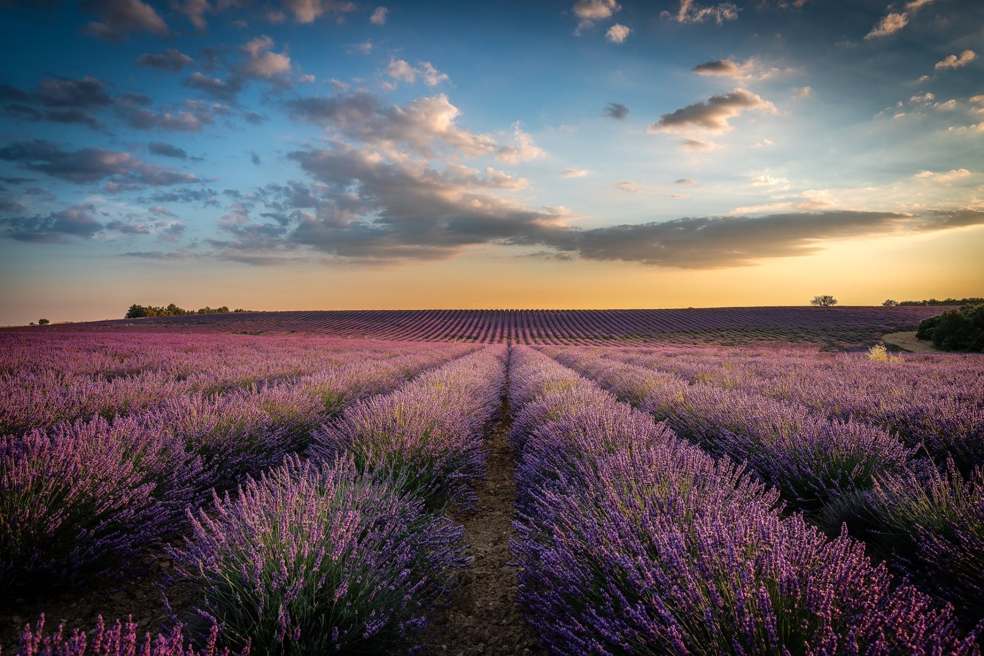 Download Field Nature Lavender HD Wallpaper