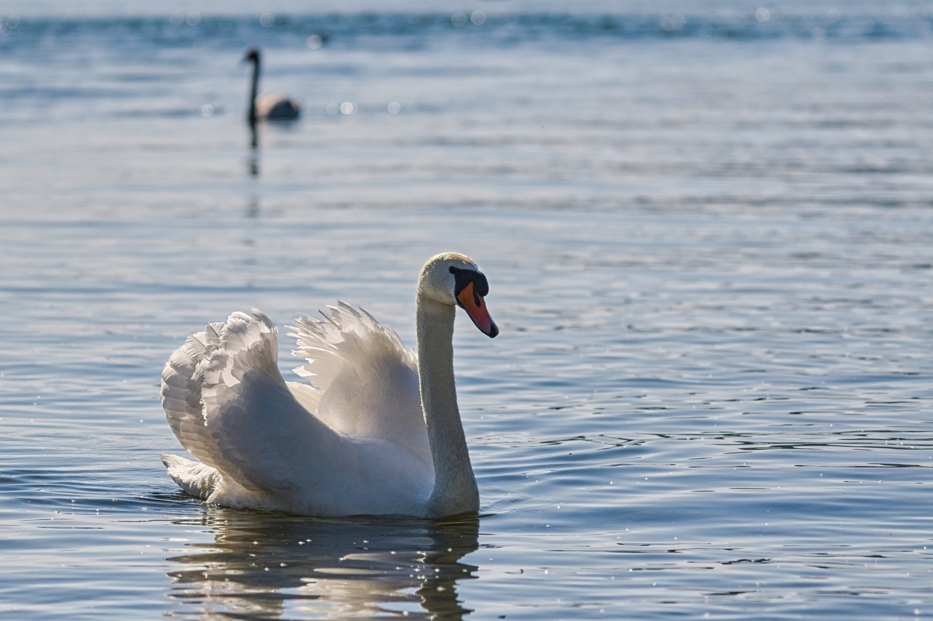 Download Mute Swan Animal Swan 4k Ultra HD Wallpaper