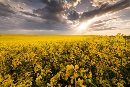 field nature rapeseed HD Desktop Wallpaper | Background Image
