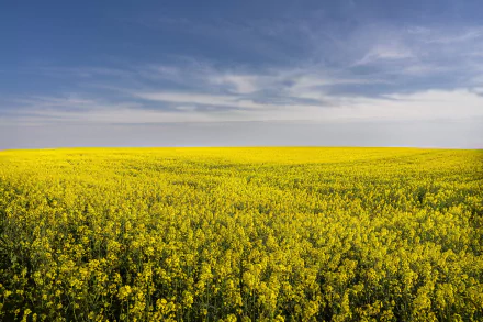 field nature rapeseed HD Desktop Wallpaper | Background Image