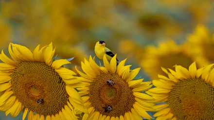  American Goldfinch on a sunflower in McConnells, South Carolina by Teresa Kopec