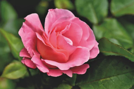 nature rose HD Desktop Wallpaper | Background Image