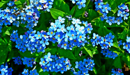 nature forget-me-not HD Desktop Wallpaper | Background Image
