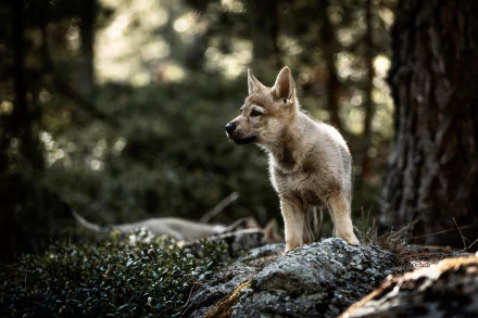 puppy Animal wolfdog HD Desktop Wallpaper | Background Image