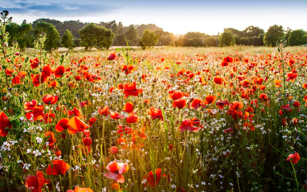 A vibrant meadow filled with red poppies and wildflowers under a bright sky, captured in stunning 4K Ultra HD for a nature-themed PC desktop wallpaper.