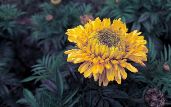 Earth Sunflower Flowers Yellow Plant Nature HD Wallpaper | Background Image