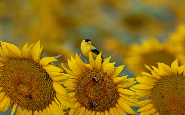  American Goldfinch on a sunflower in McConnells, South Carolina by Teresa Kopec