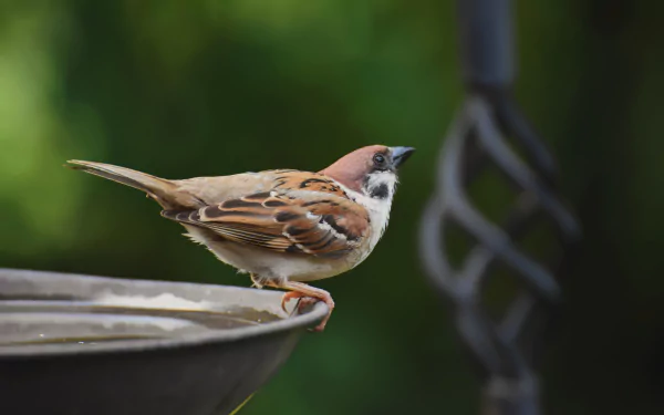 Animal sparrow HD Desktop Wallpaper | Background Image
