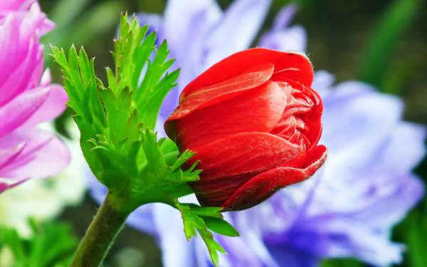 nature anemone HD Desktop Wallpaper | Background Image