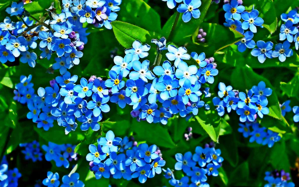 nature forget-me-not HD Desktop Wallpaper | Background Image