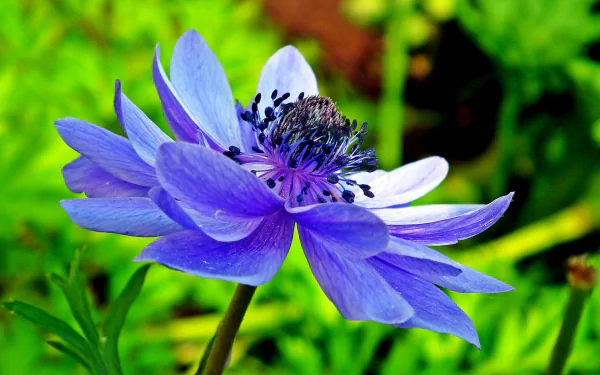 nature anemone HD Desktop Wallpaper | Background Image