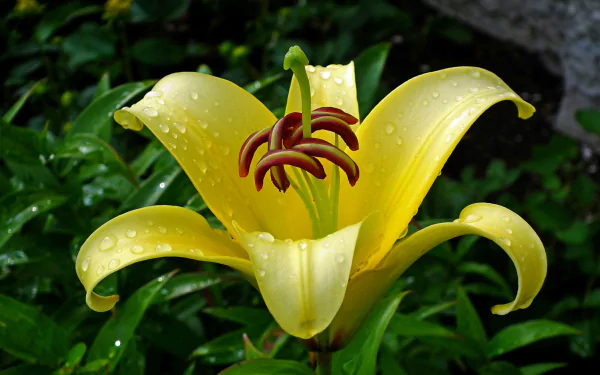 nature lily HD Desktop Wallpaper | Background Image