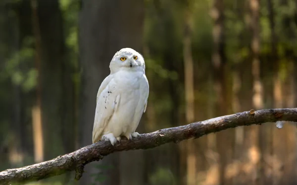 snowy owl Animal owl HD Desktop Wallpaper | Background Image