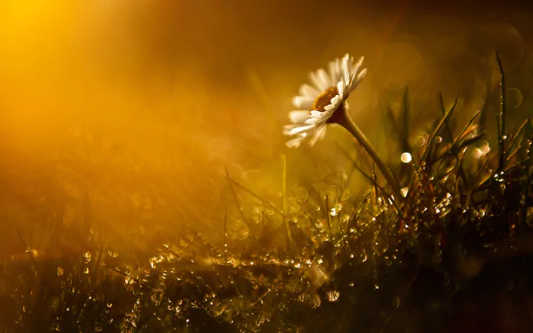 nature daisy HD Desktop Wallpaper | Background Image