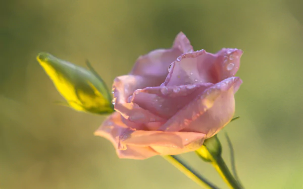 nature rose HD Desktop Wallpaper | Background Image