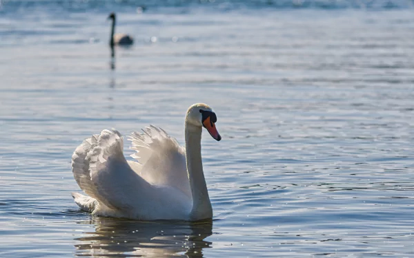 mute swan Animal swan HD Desktop Wallpaper | Background Image