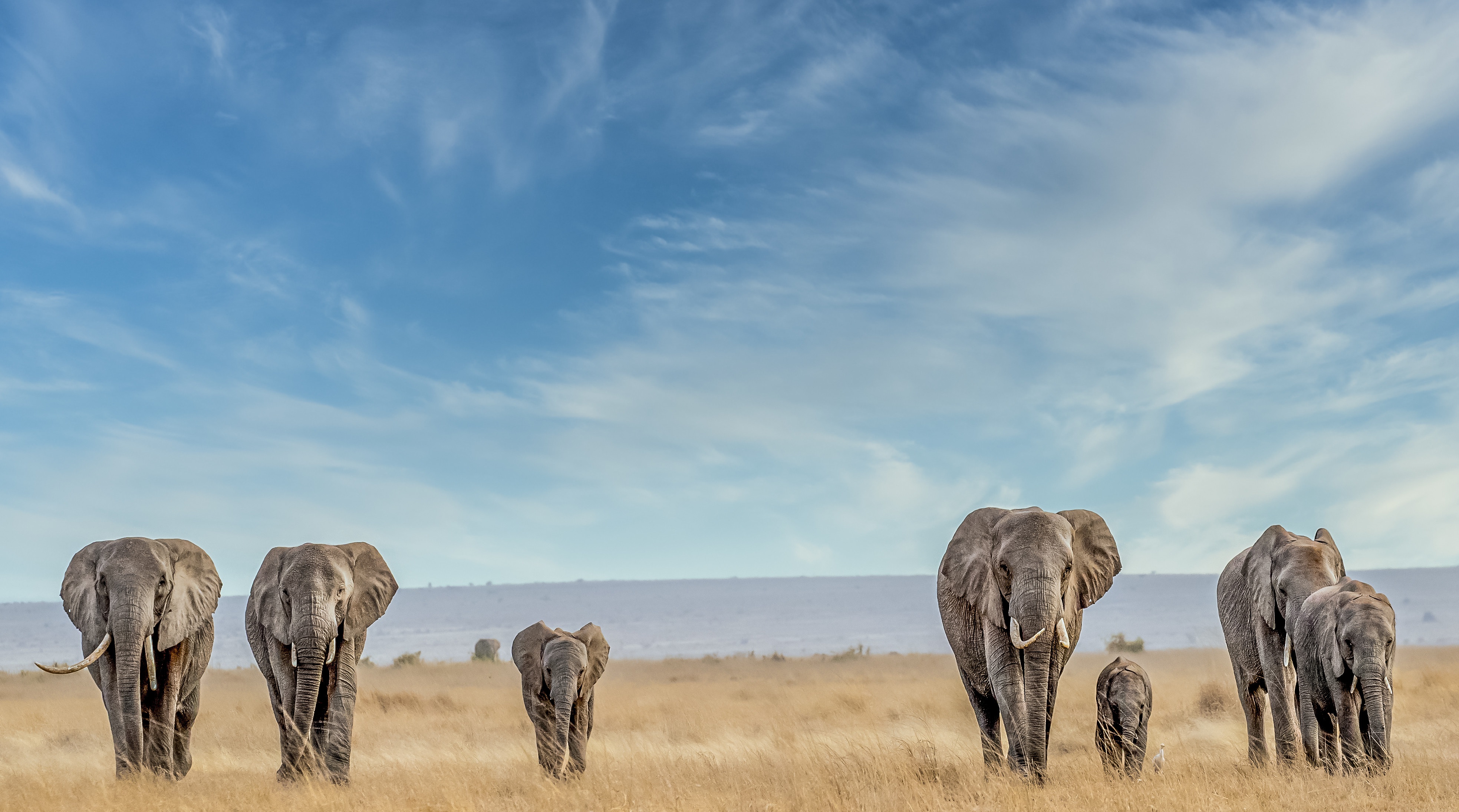 Animal Elephant HD Wallpaper | Background Image