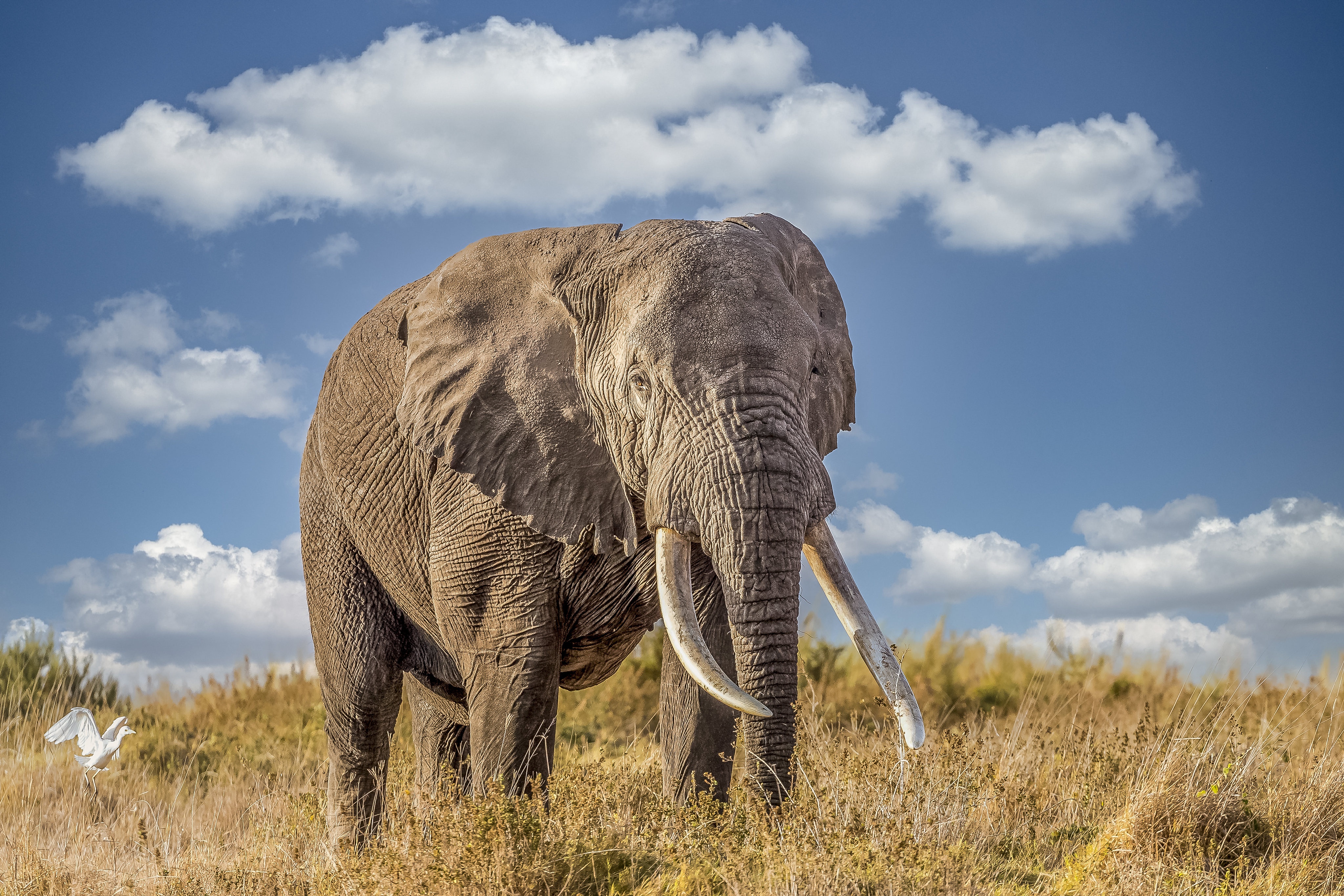 4K Elephant Wallpapers | Background Images