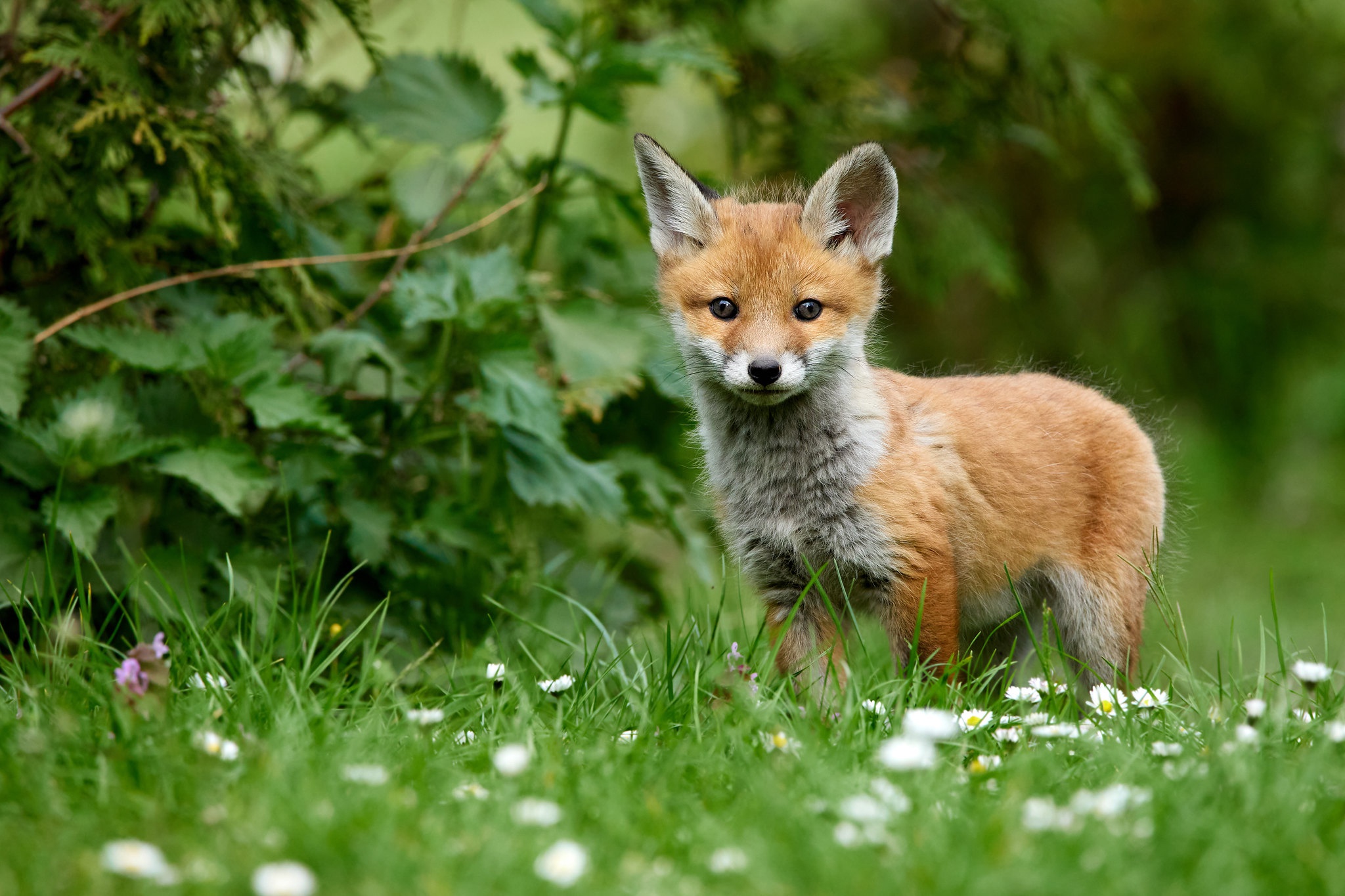 Download Animal Fox HD Wallpaper