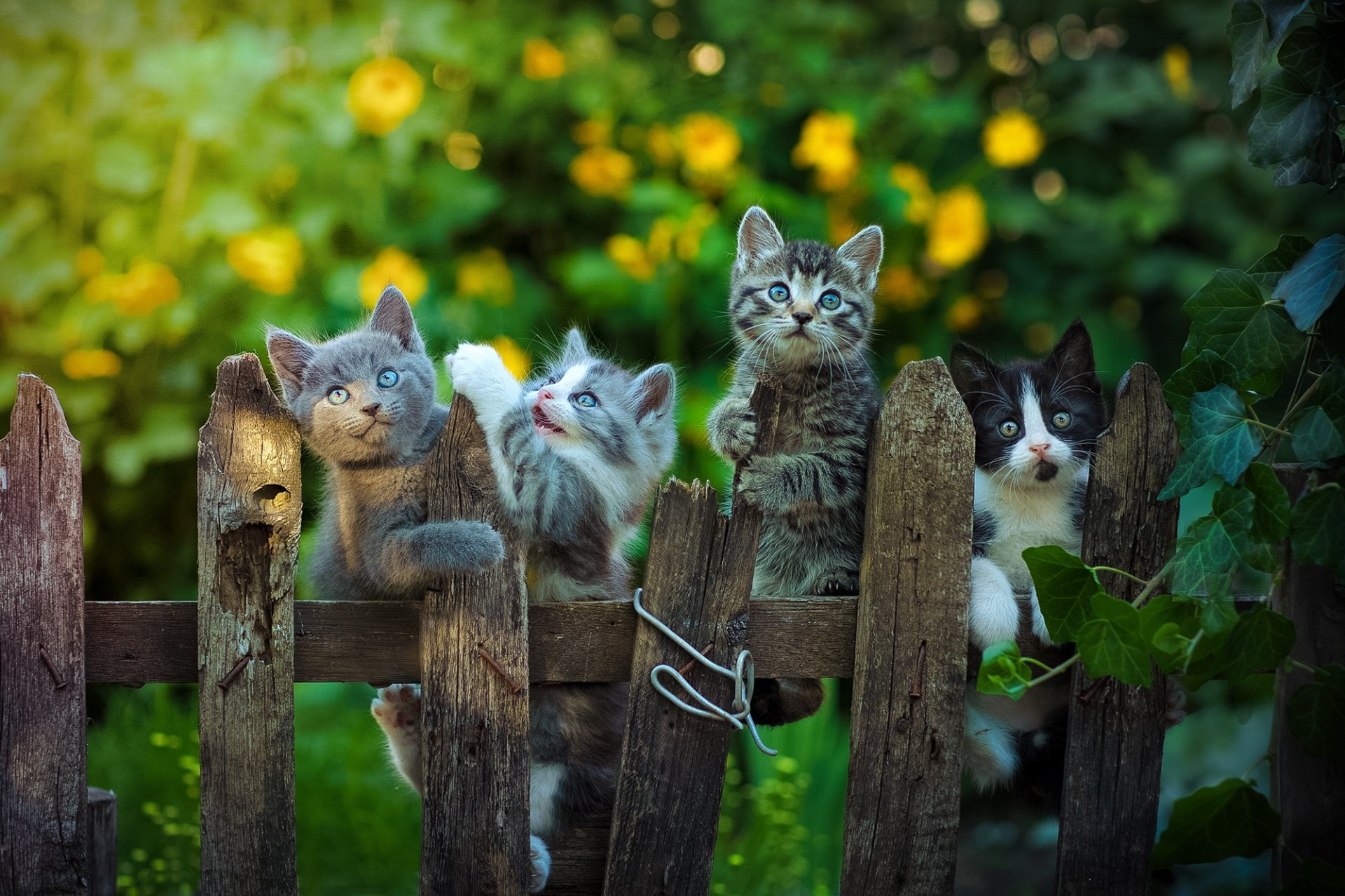 HD PC desktop wallpaper featuring four curious kittens perched on a rustic wooden fence, surrounded by lush greenery and yellow flowers.