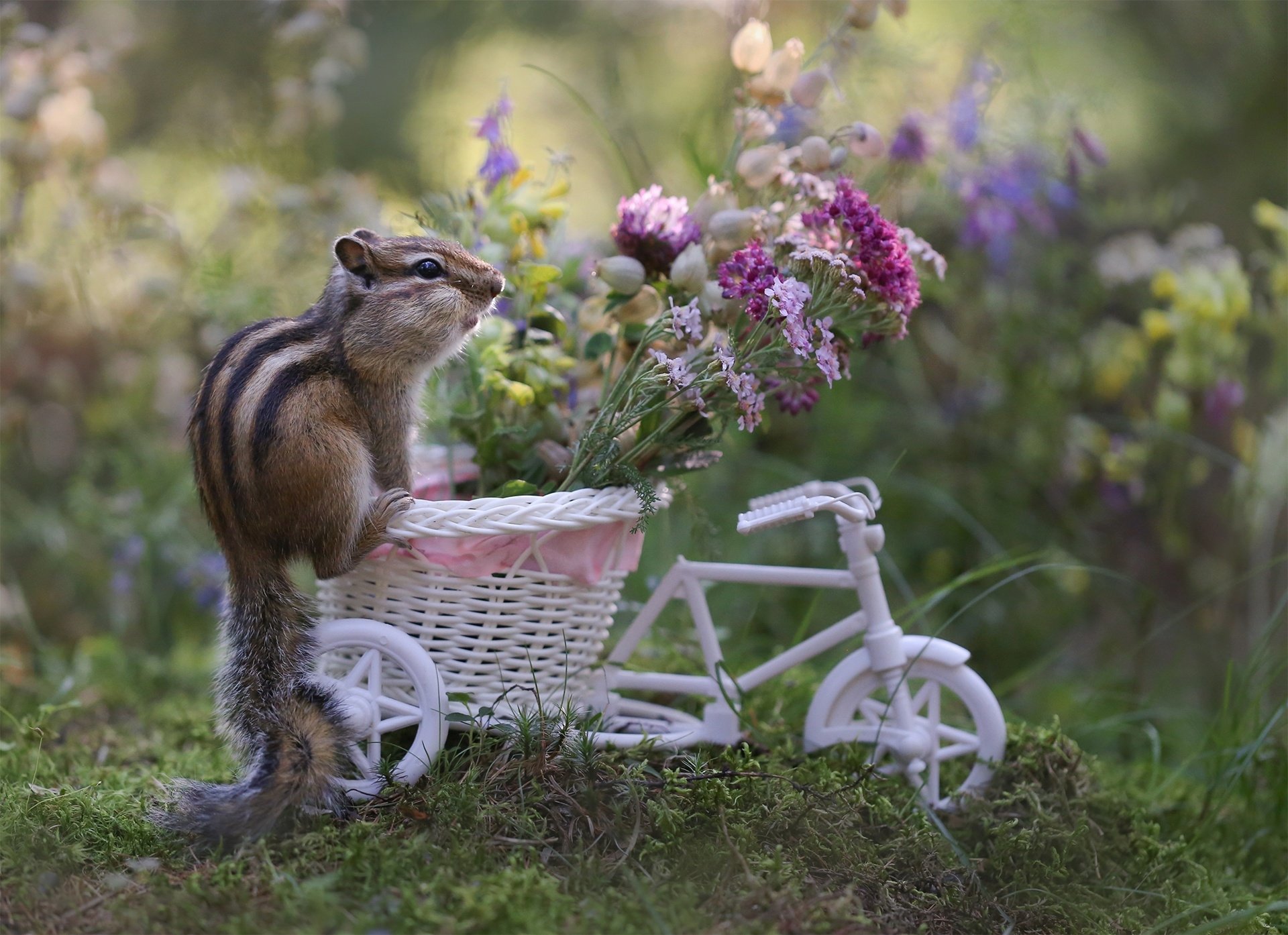 HD desktop wallpaper featuring a chipmunk standing beside a small white bicycle with a basket holding purple and pink flowers in a soft-focus natural background.