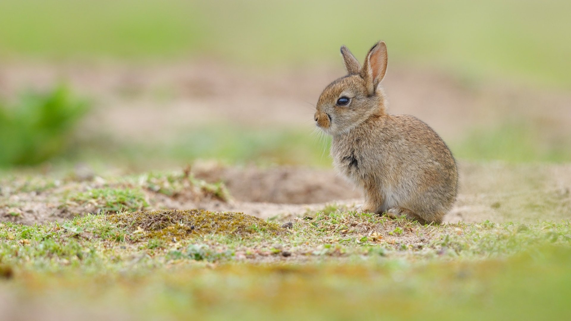 Download Animal Rabbit HD Wallpaper