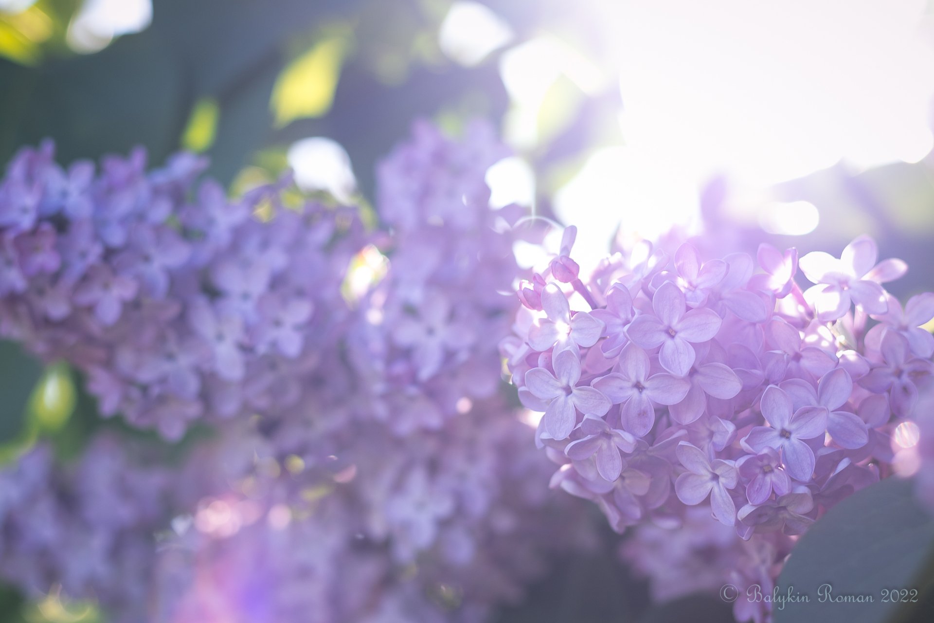 Download Nature Lilac HD Wallpaper by Vergilius