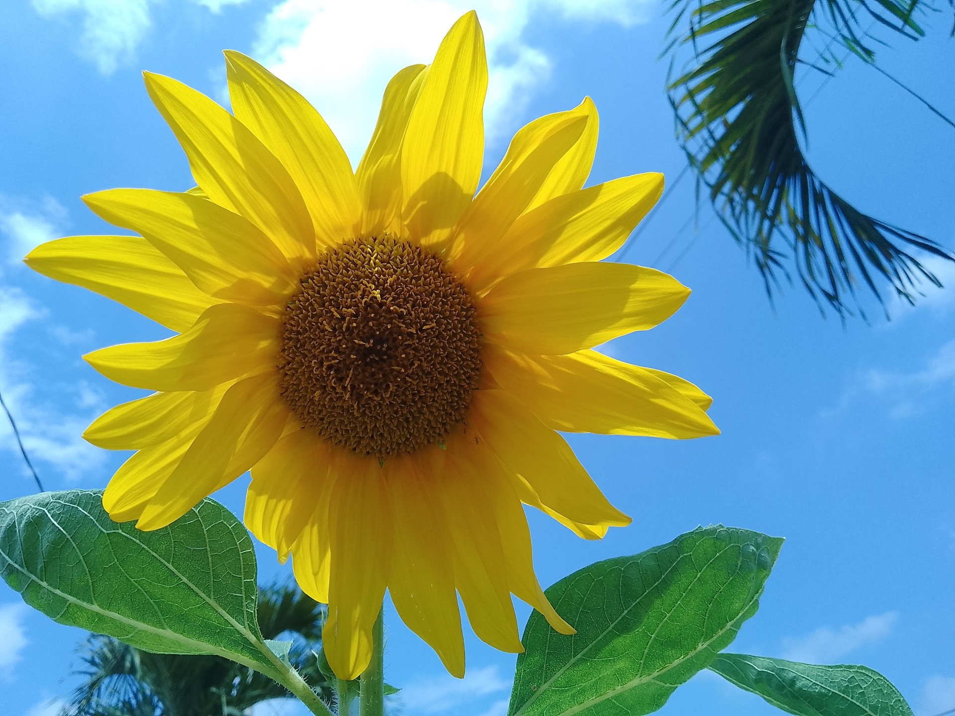 A vibrant sunflower against a clear blue sky with green leaves, captured in stunning 4K Ultra HD for a vivid nature desktop wallpaper.