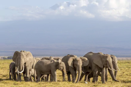 Animal elephant HD Desktop Wallpaper | Background Image